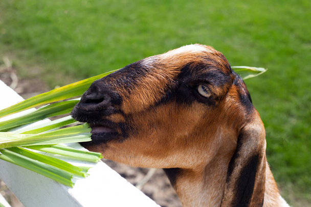 Feeding green grass for brown goat - Foto, Imagem