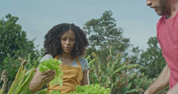 Diverse small community farm. Man cutting a piece of lettuce and giving to female friend holding basket. A young black woman eating healthy food at organic farming - Foto, afbeelding