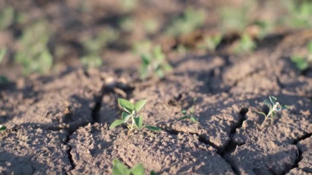 The beginning of growth of plants, weeds, vegetables. Dry land. Drought - Video, Çekim