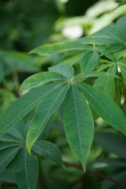 Ceiba pentandra (algodão, Java kapok, algodão de seda, samauma) com fundo natural. Indonésio usou esta planta como cama - Foto, Imagem