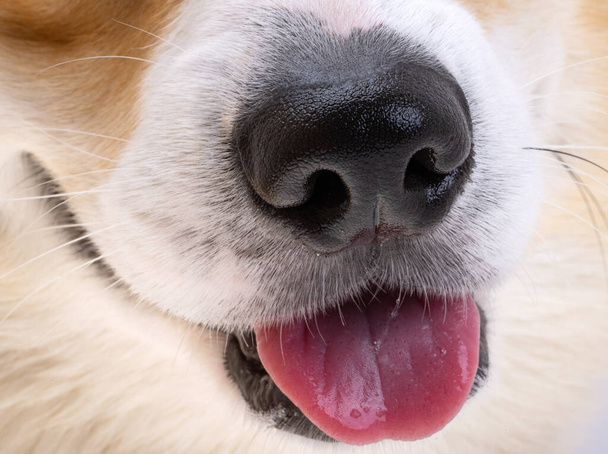 muzzle dog corgi welsh pembroke close-up - Foto, Imagen