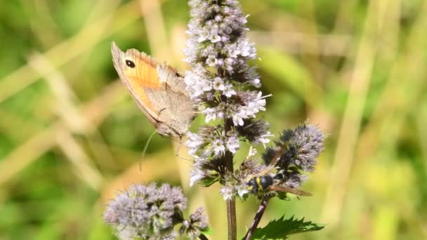 Meadow brown on a flower of a peppermint in a monastery herb garden in Germany - Materiaali, video
