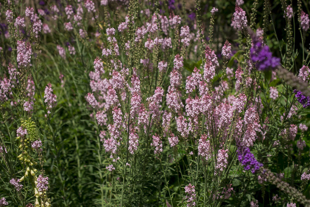 Lila varangy - Linaria purpurea .Magas lila virág - Fotó, kép