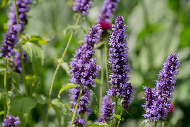 Large group of catnip flowers Nepeta cataria in a garden - Photo, Image