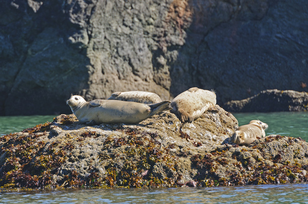 Harbor Seals Sunning on a Rock - Photo, Image