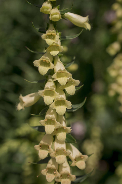 White rare and deadly foxglove flowers (digitalis) in a garden - Фото, изображение