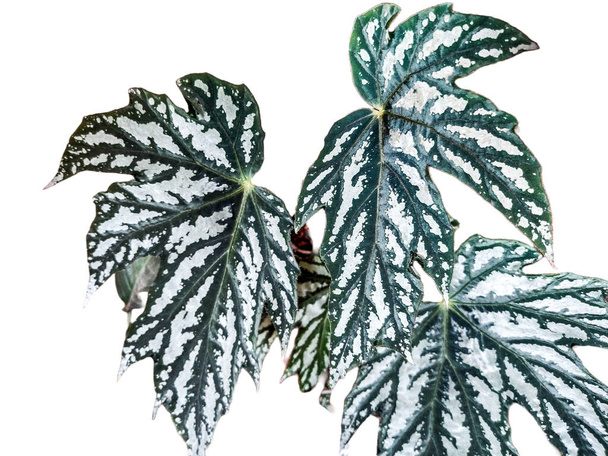 Cuban Holly (Begonia) plant. closeup view - Photo, Image