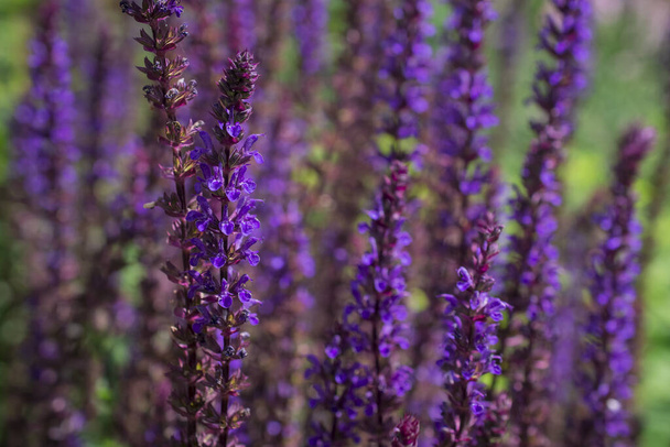 サルビア nemorosa から紫色の花の背景 - 写真・画像