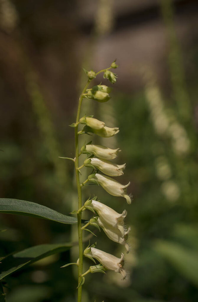 White rare and deadly foxglove flowers (digitalis) in a garden - Photo, Image