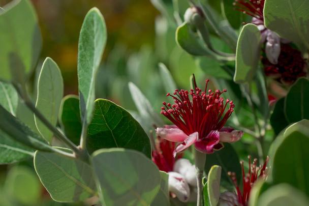 Lähikuva Callistemon-kukan kehittyvistä heteistä - Valokuva, kuva