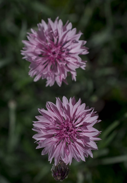  Purple, blue ,pink wildlife cornflowers ,Knautia arvensis. - Photo, Image