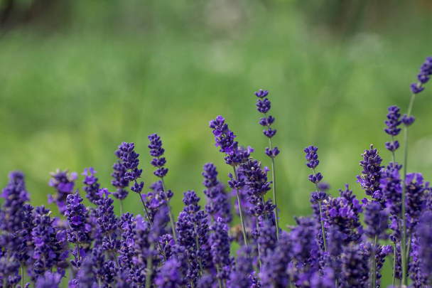 Lavendel wächst im Sommergarten in Großaufnahme - Foto, Bild