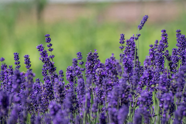 Lavender growing in summer garden closeup - Photo, Image