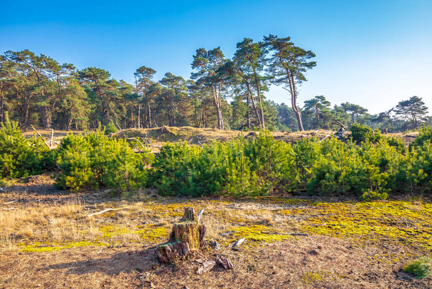 Desolate forest landcape national park de Hoge Veluwe, Holland  - Foto, imagen