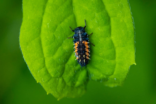Mariquita insecto larva o pupa Coccinellidae primer plano. Fase de cachorro alimentándose de vegetación verde de cerca.  - Foto, Imagen