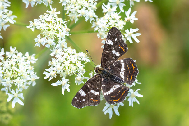 Вид сверху крупным планом на крылья бабочки Карты, araschnia levana, в летнем наряде. На карте две однолетние броши выглядят очень по-разному. Этим летом птенцы черные с белыми маркировками. - Фото, изображение