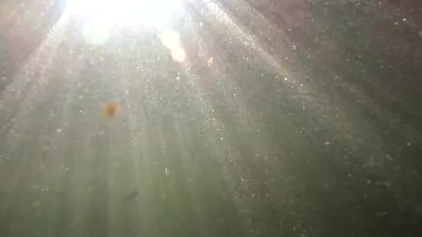 Подводный пейзаж горной реки в Карпатах - Кадры, видео
