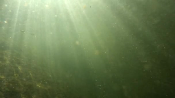 Подводный пейзаж горной реки в Карпатах - Кадры, видео