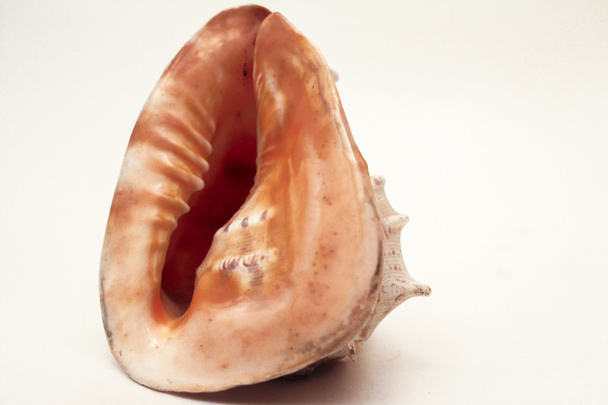    sea shell - Фото, зображення