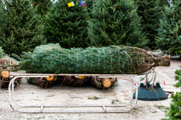 Fattoria dell'albero di Natale
 - Foto, immagini