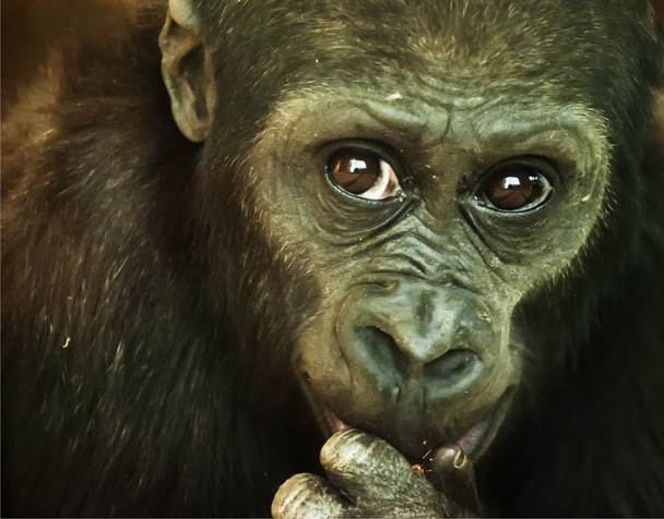 lähikuva simpanssista, joka katsoo kameraan
 - Valokuva, kuva