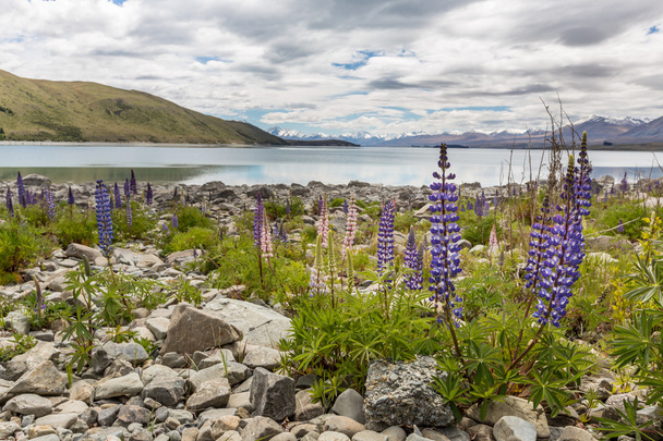 Llupins 咲き、テカポ湖、ニュージーランドの雄大な山 - 写真・画像