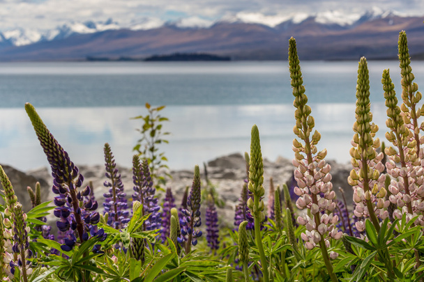 Majestuosa montaña con llupins floreciendo, Lago Tekapo, Nueva Zelanda
 - Foto, Imagen