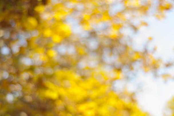 Homályos sárga őszi lombozat a bokeh - Fotó, kép