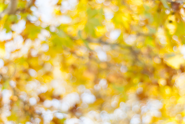 Niewyraźne żółte liście jesienią z bokeh - Zdjęcie, obraz