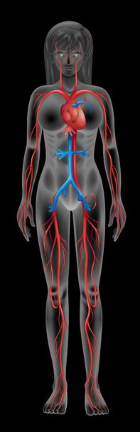 Серцево-судинна система
 - Вектор, зображення