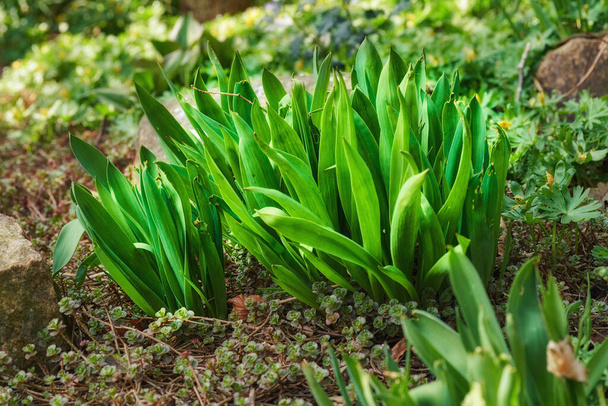 Closeup of green autumn crocus plants growing in mineral rich and nutritious soil in a private, landscaped and secluded home garden. Textured detail of budding colchicum autumnale flowers in backyard. - Photo, Image