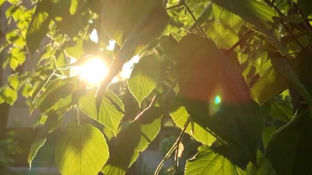Bright evening sun shines through young fresh leaves on a tree branch on a sunny spring evening. Beautiful natural background. The beams of sun shine through leaves close-up. Concept environmental - Footage, Video