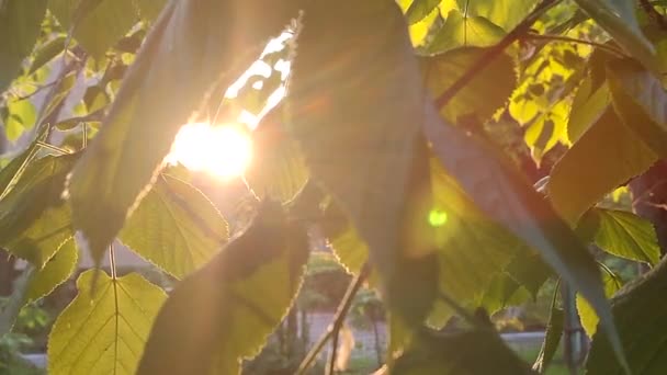 Bright evening sun shines through young fresh leaves on a tree branch on a sunny spring evening. Beautiful natural background. The beams of sun shine through leaves close-up. Concept environmental - Séquence, vidéo