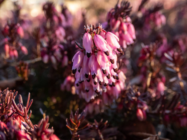 Close-up shot van spreidende, laaggroeiende, groenblijvende winterheide (erica herbacea) 'Rosea' met trossen of stukjes kleine, klokvormige of buisvormige roze bloemen in het vroege voorjaar - Foto, afbeelding
