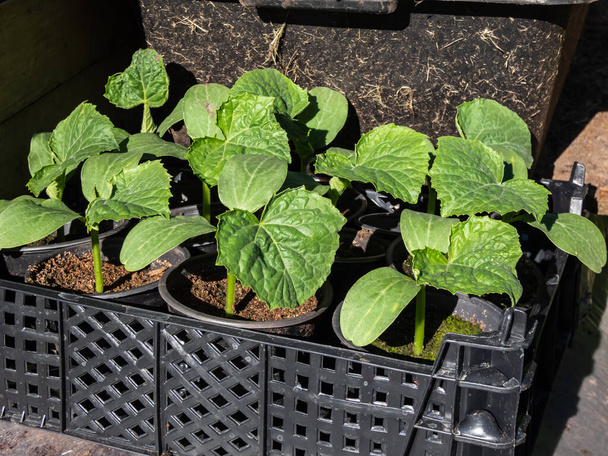Small, green plants of cucumber (Cucumis sativus) with first green leaves growing in soil in black plastic pots gathered in big box ready to be planted in vegetable bed in home garden - Foto, Imagen