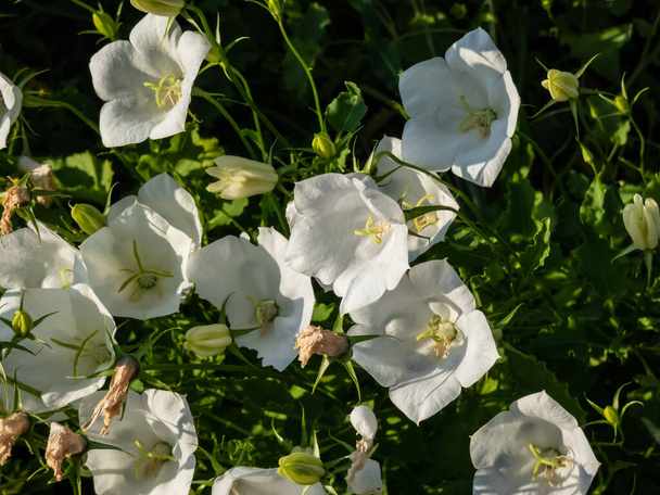 Квіти білизна (Campanula carpatica) Alba цвітуть з чистою білою, дзвіноподібною квіткою на коротких стеблах трохи вище листя влітку. - Фото, зображення
