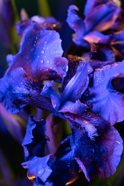 blue-purple iris flowers with water drops on petals, vertical shape, close-up - Foto, Imagen