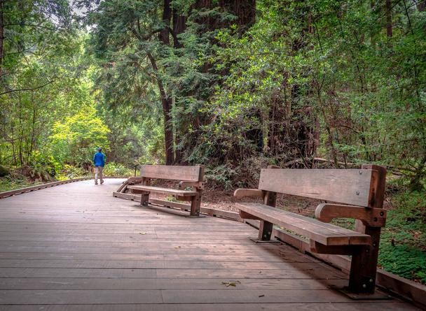 Rear view of an unidentified man on the main hiking trail of the Muir Woods National Monument. Mount Tamalpais, Marin County, CA, USA. - Foto, imagen