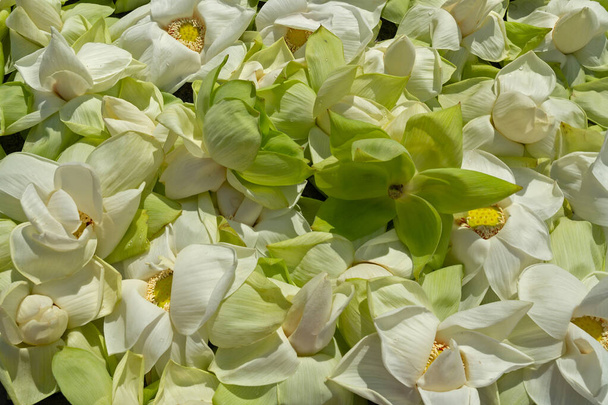 Lotus fresh natural flowers background - Fotografie, Obrázek