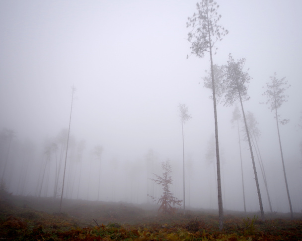 森の中の霧の朝. - 写真・画像
