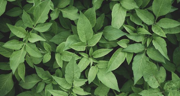 green leaves background, close up - Foto, Imagem