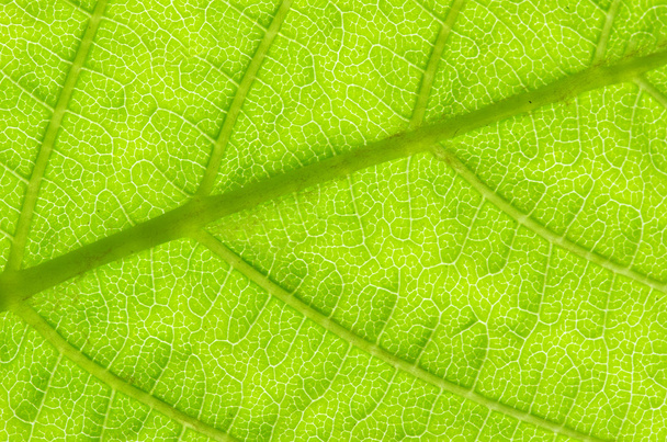 Structure of leaf - Foto, Bild