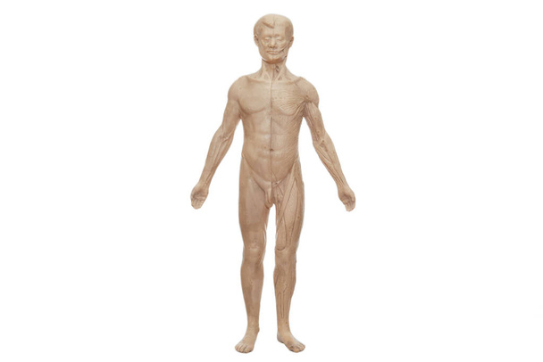 Model for studying male anatomy - Foto, immagini