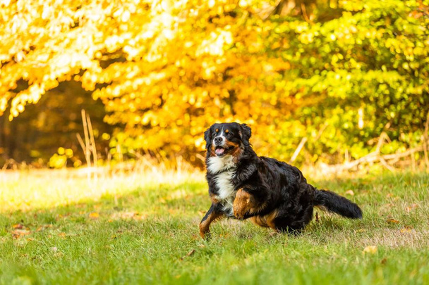 A sweet Bernese mountain dog running in a park in autumn - Foto, afbeelding