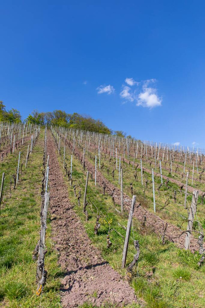 A vertical shot of large vineyard on the hill on blue sky background - Фото, зображення