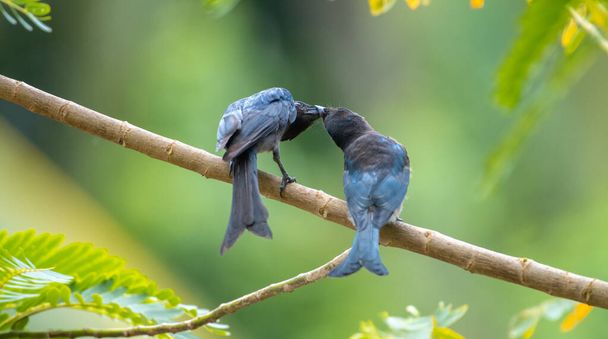 Fork-tailed drongo mother bird feeding its Juvenile drongo bird in a tree branch. - Photo, Image