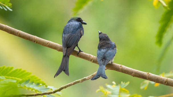 Fork-tailed drongo mother bird feeding its Juvenile drongo bird in a tree branch. - Photo, Image