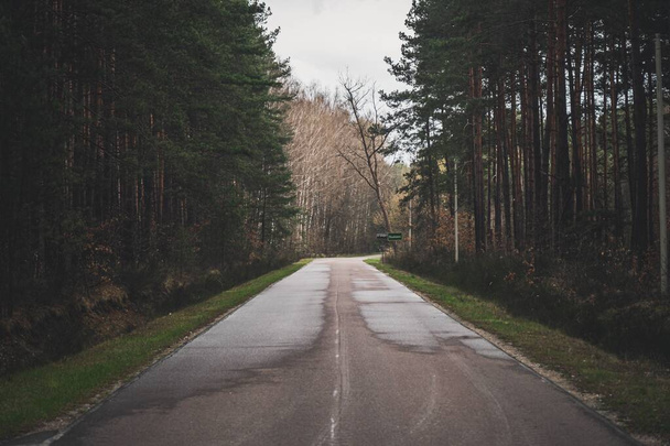 A long road through a rainy gloomy pine forest - 写真・画像