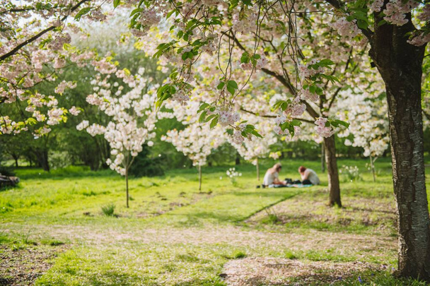 A cherry blossom or sakura in spring - Foto, Imagem