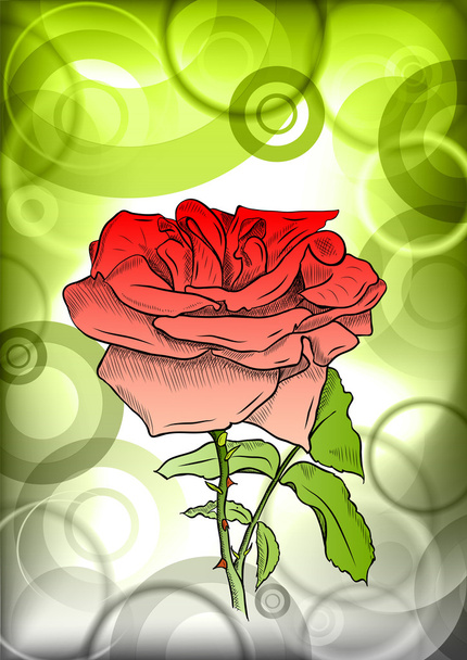 Red rose - Vettoriali, immagini